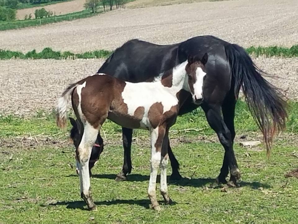 Burke Paint Horses